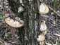 Rózsaszínes egyrétűtapló (Daedaleopsis confragosa), Pilis